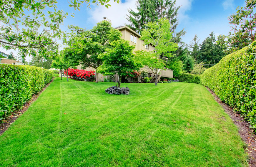 All About Hedges For Beginners
