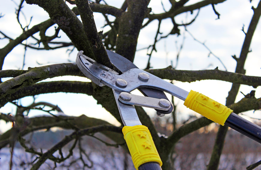 All About Pruning From Professional Arborists
