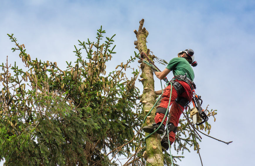All About Tree Removal