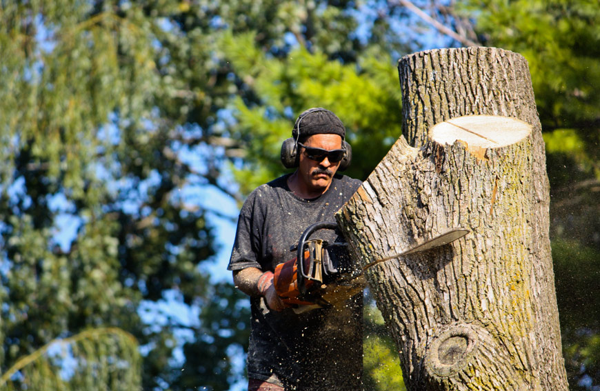 Best Time To Remove Tree Toronto
