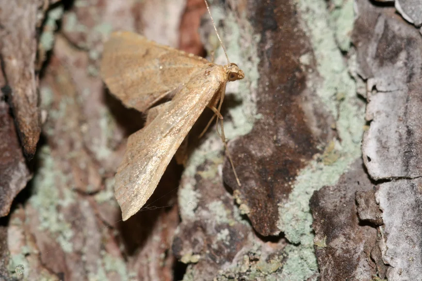 Box Tree Moths