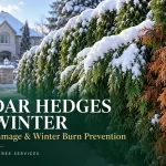 Protecting Cedar Hedges From Snow Load and Winter Burn