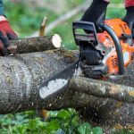 Choosing Between DIY and Professional Tree Removal: What Toronto Homeowners Should Know