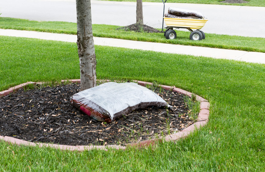 Cold Weather Tree Prep