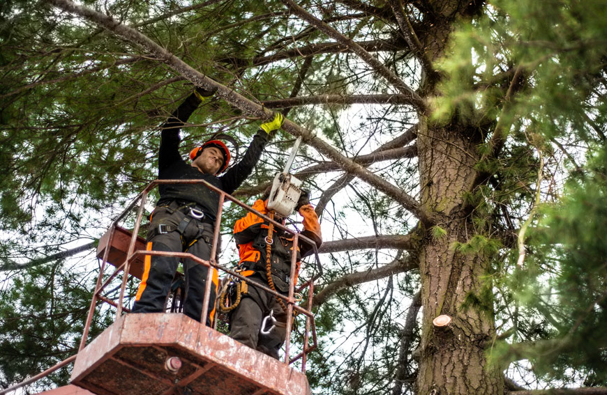 Commercial Property Tree Removal