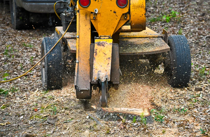Complete Guide To Stump Grinding For A Cleaner Safer Yard