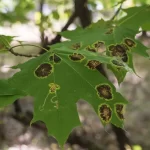 Correcting Tree Structural Issues Through Strategic Pruning