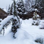 Essential Tips to Prepare Your Trees for a Safe and Healthy Winter Season