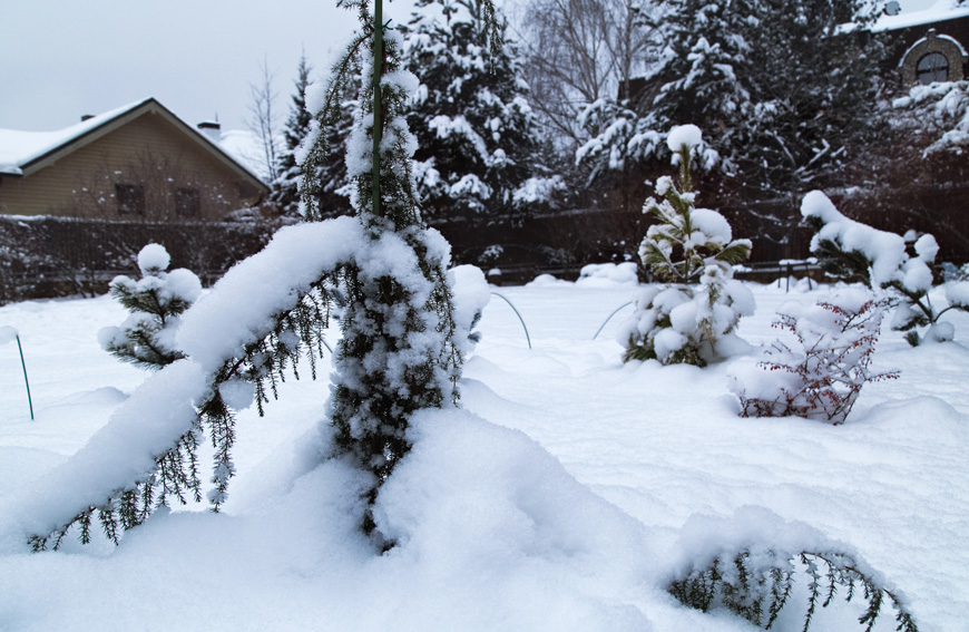 Essential Tips to Prepare Your Trees for a Safe and Healthy Winter Season