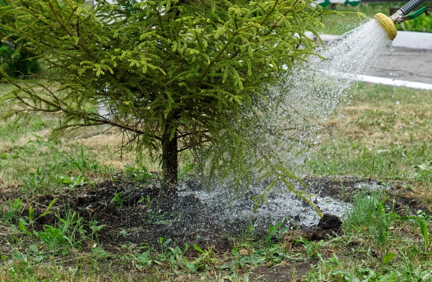 Essential Tree Care Tips For Maintaining Healthy Thriving Trees