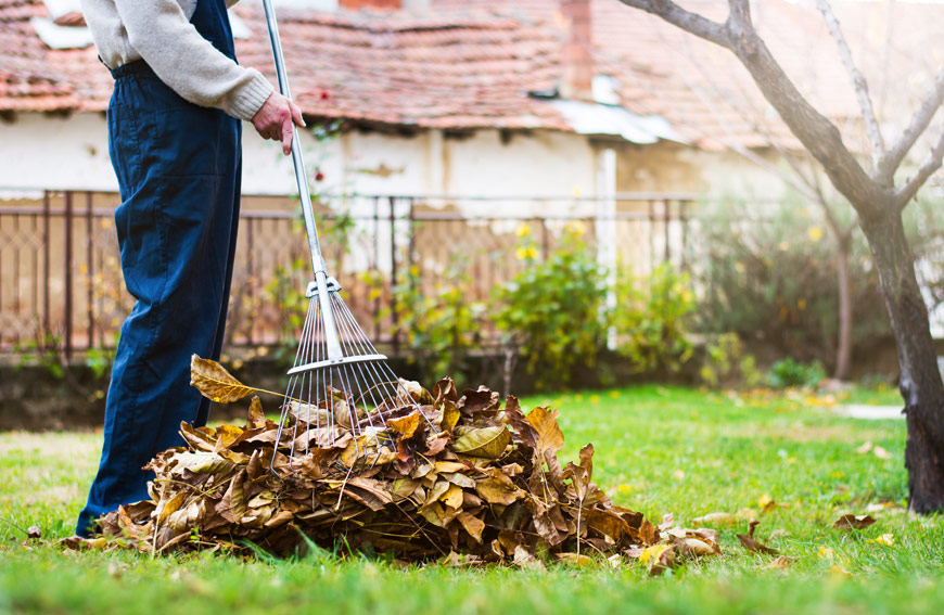 Fall Tree Care Tips