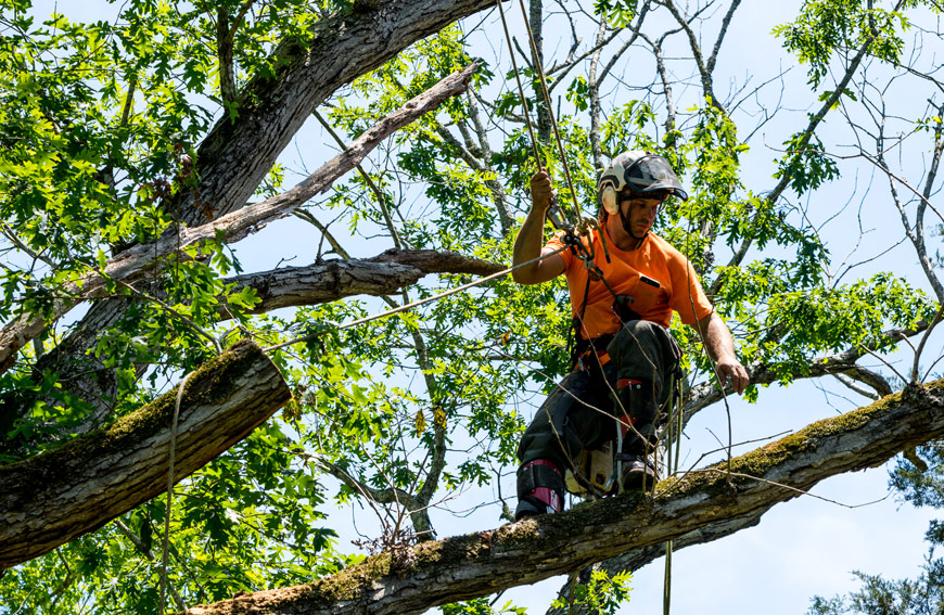 Find Reliable Tree Care Company Tips