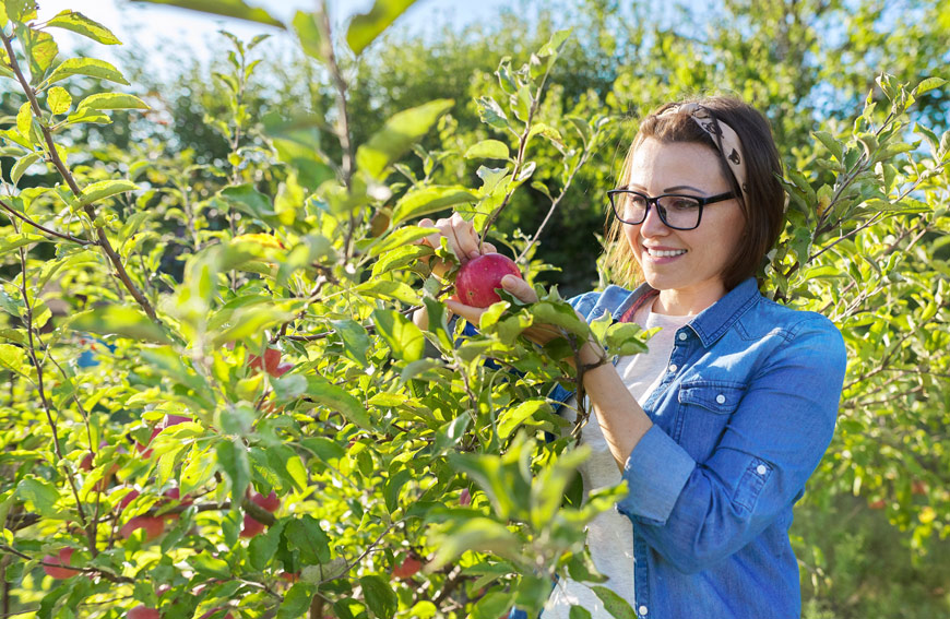 Fruit Tree Benefits