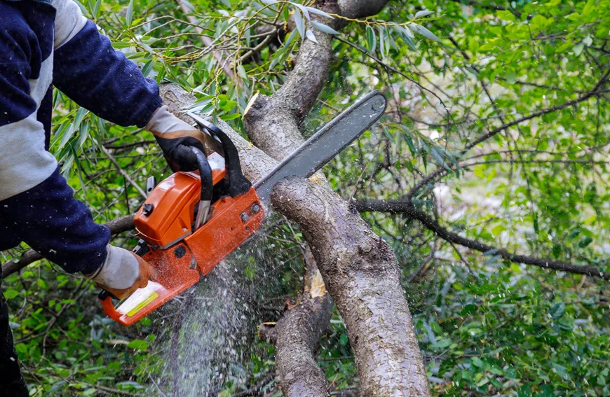 Getting Your Markham Property Ready For Safe Tree Removal