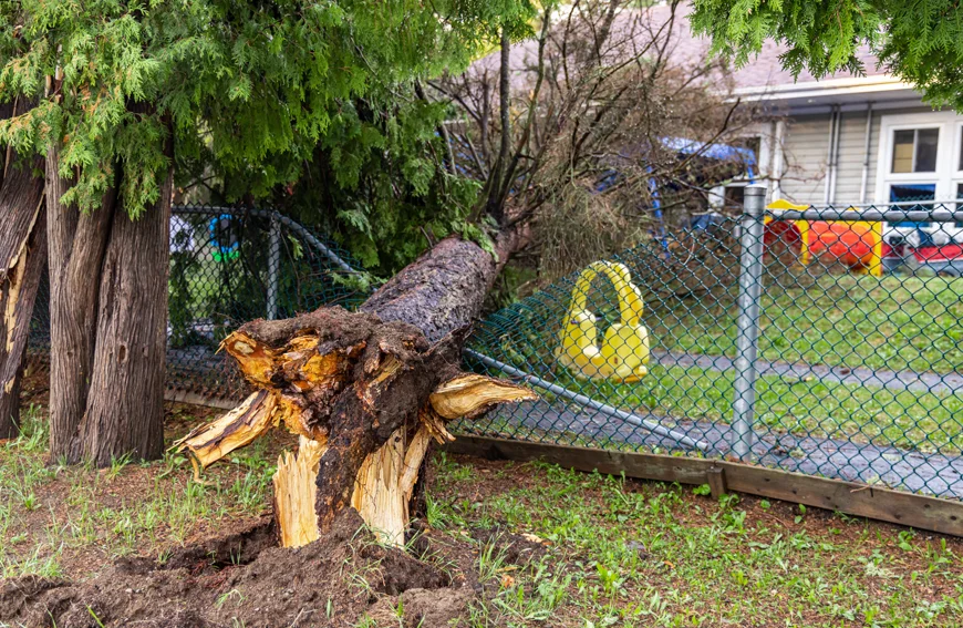 Handle Property Damage Caused By Neighbour Tree