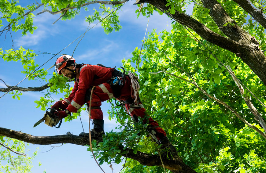 Hire Professionals Manage Trees Toronto