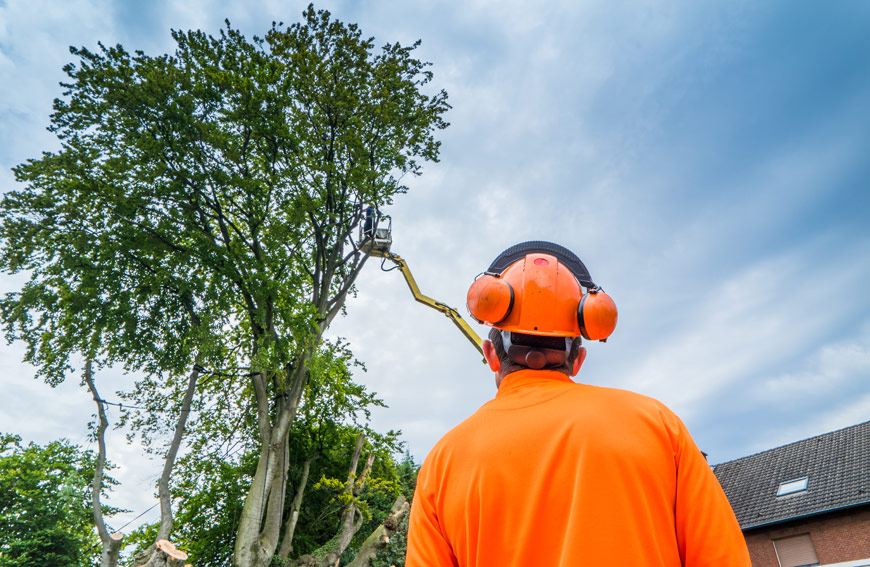 Hiring A Tree Service Toronto Tips