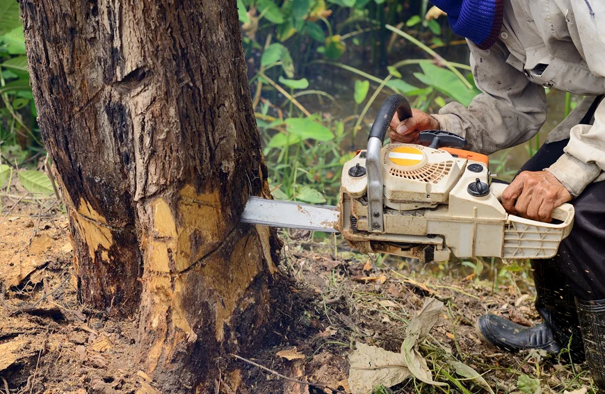 Homeowner Guide To Tree Removal Toronto