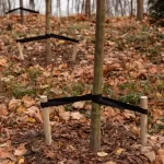 Rethinking Tree Support: How Dynamic Bracing Preserves Tree Health