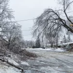 How to Help a Damaged Tree Recover: Expert Guidance for Healthier Trees