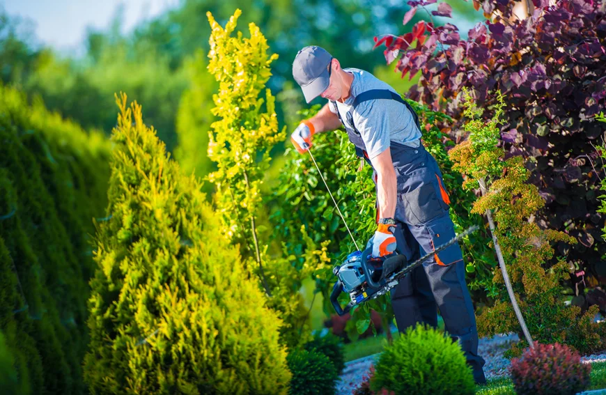 How Keep Your Trees Thriving Hot Weather