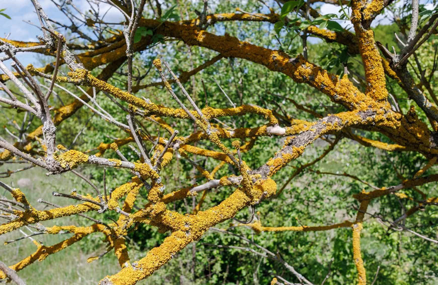 How Tell Your Trees Need Pruning