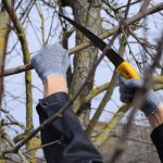 How You Can Enhance Aesthetics & Safety with Tree Maintenance