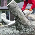 When Is the Ideal Time to Remove a Tree?