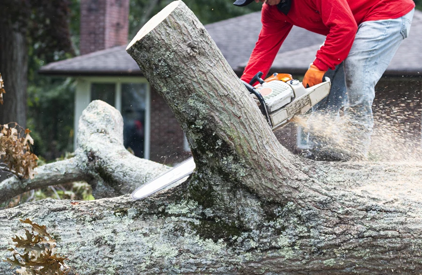 Ideal Time To Remove Tree Gta