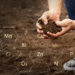 The Importance of Soil Testing for Thriving Trees