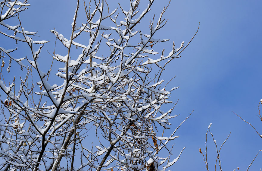 Is It Safe To Remove Trees In Winter