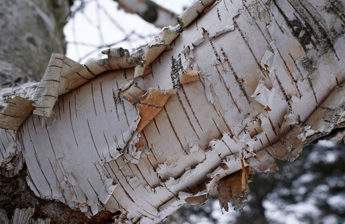 Is Your Tree Losing Bark Signs If A Tree Is Sick Or Dying