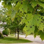 Black Spots on Your Maple Leaves? What Tar Spot Means for GTA Trees