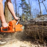 Markham Tree Removal Bylaws Explained: Avoid Fines and Delays