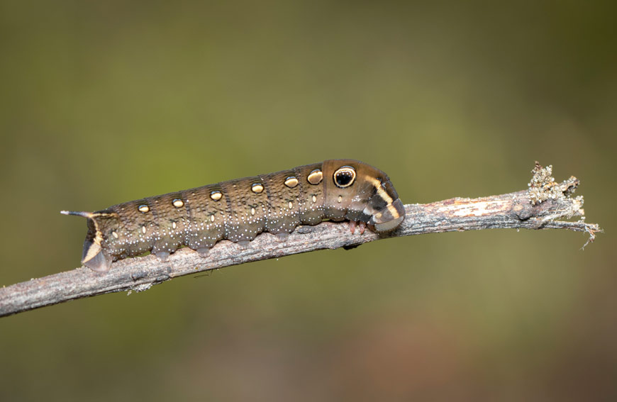 Pesky Pests Fall Armyworms