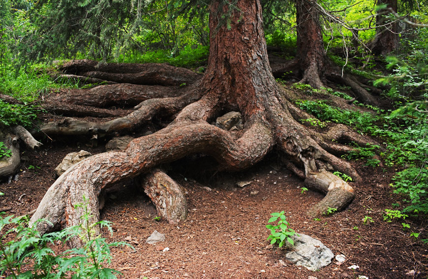 Pine Tree Roots