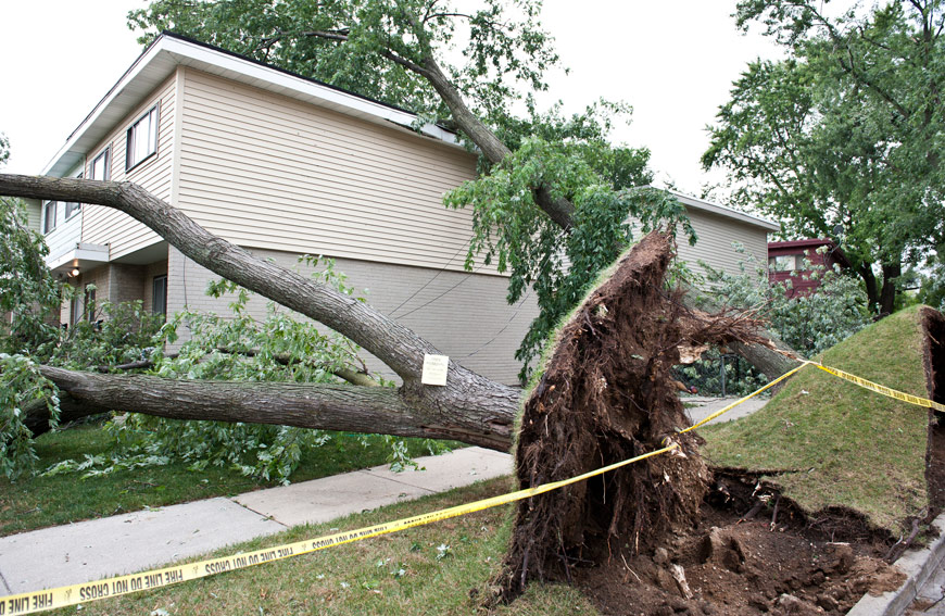 Prevent Tree Storm Damage