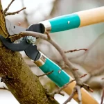 Preventative vs Reactive Tree Care: What GTA Homeowners Need to Know