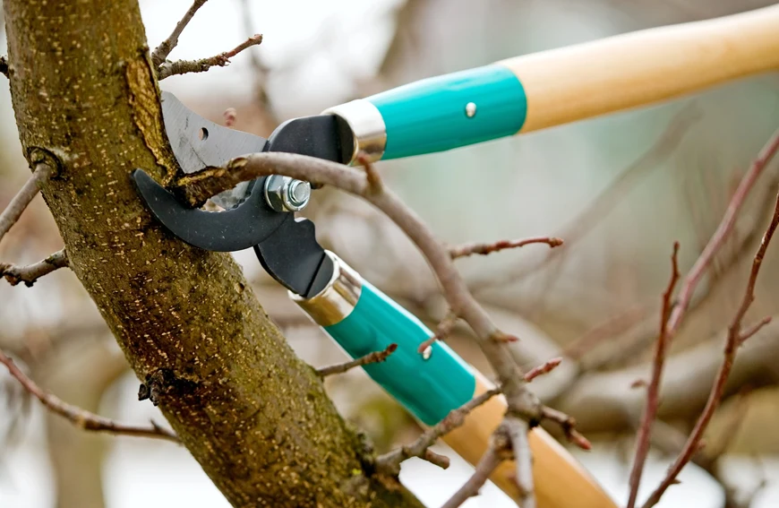 Preventative Vs Reactive Tree Care