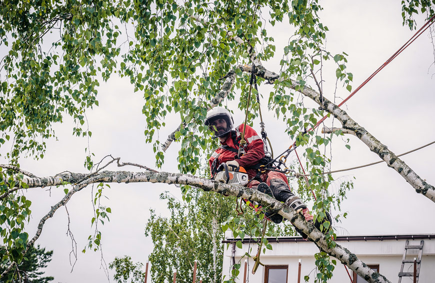 Professional Tree Removal Toronto
