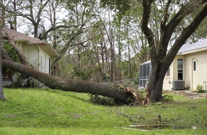 Protect Home With Fast Reliable Emergency Tree Removal