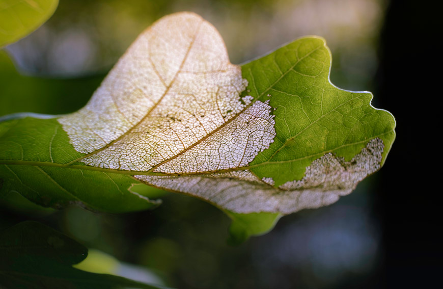 Protect Trees From Oak Wilt