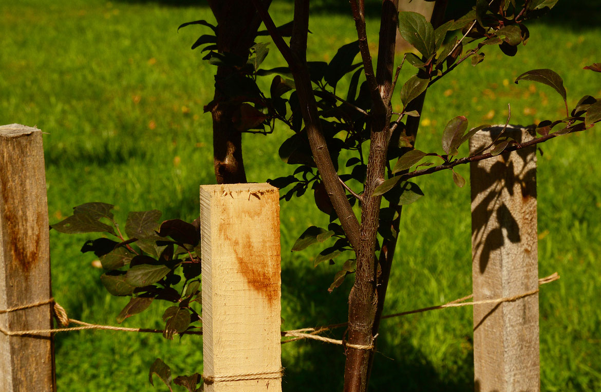 Protecting Young Trees From Wind Damage