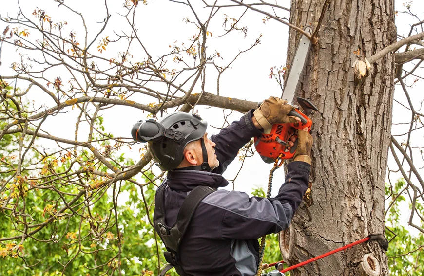 Prune Right Time Guide To Healthy Tree Maintenance