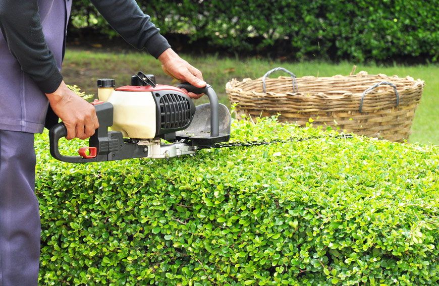 Prune Shrubs Toronto