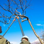 Risks of DIY Tree Pruning