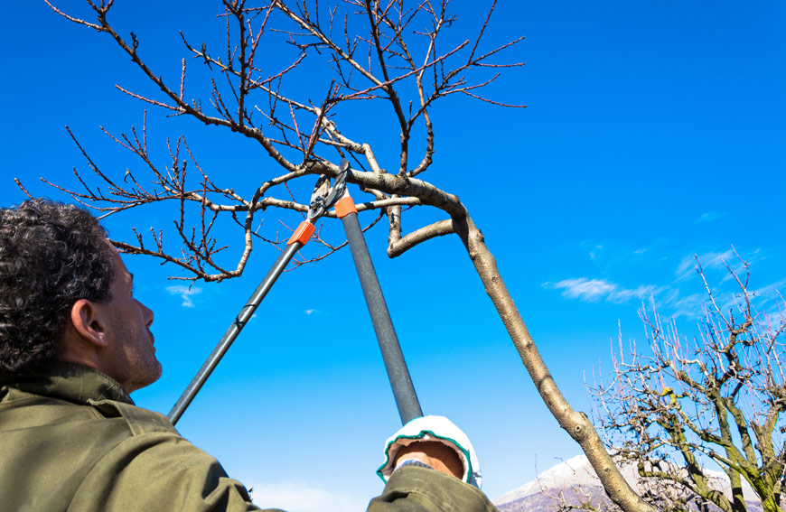 Risks Of Diy Tree Pruning
