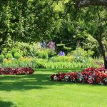 The Benefits of Shade Trees