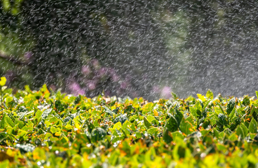 Shrub And Tree Irrigation Tips