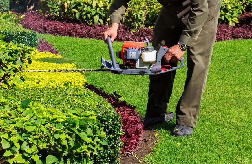Shrub Pruning Trimming Shaping